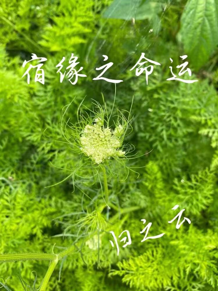 宿缘攻略